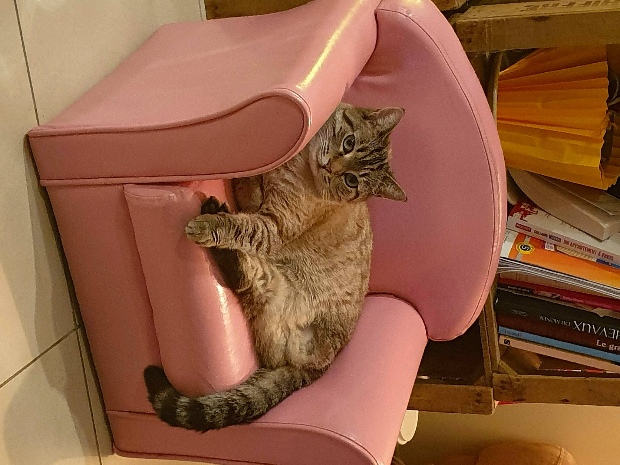 Choupi participe au concours pour gagner de l'argent avec cette photo : cardboard, carnivore, cat, cat_supply, comfort, domestic_short_haired_cat, fawn, felidae, fur, pet_supply, room, small_to_medium_sized_cats, tail, whiskers, wood