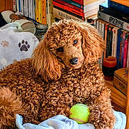 Ace participe au concours pour gagner de l'argent avec cette photo : dog, curly_fur, brown_dog, pet_bed, blanket, tennis_ball, bookshelf, books, candle, wooden_floor, cozy, indoor, relaxed, pet, home, living_room, curled_up, cute, animal, fur