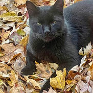 Tootles T is registered to the contest to win money with this photo: black_cat, cat, animal, pet, fall, autumn, leaves, outdoor, nature, feline, fur, whiskers, laying_down, close_up, green_eyes, daylight, season, leaf_litter, relaxed, mammal