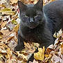 black_cat, cat, animal, pet, fall, autumn, leaves, outdoor, nature, feline, fur, whiskers, laying_down, close_up, green_eyes, daylight, season, leaf_litter, relaxed, mammal