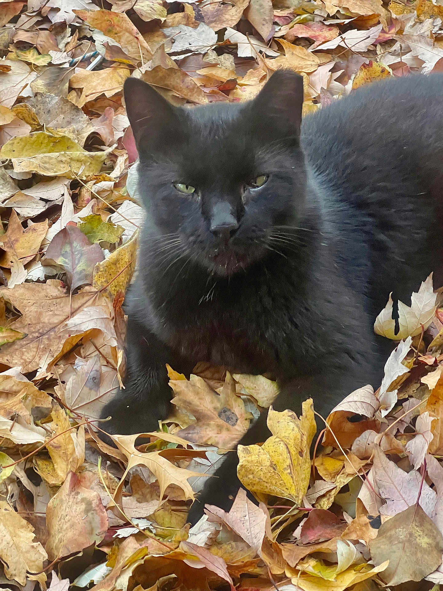 Tootles T is registered to the contest to win money with this photo: black_cat, cat, animal, pet, fall, autumn, leaves, outdoor, nature, feline, fur, whiskers, laying_down, close_up, green_eyes, daylight, season, leaf_litter, relaxed, mammal