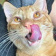Boogers is registered to the contest to win money with this photo: cat, orange_tabby, tongue, licking, close_up, whiskers, ears, eyes, pet, animal, feline, cute, playful, domestic_cat, fur, mouth, nose, indoor, expression, blurred_background