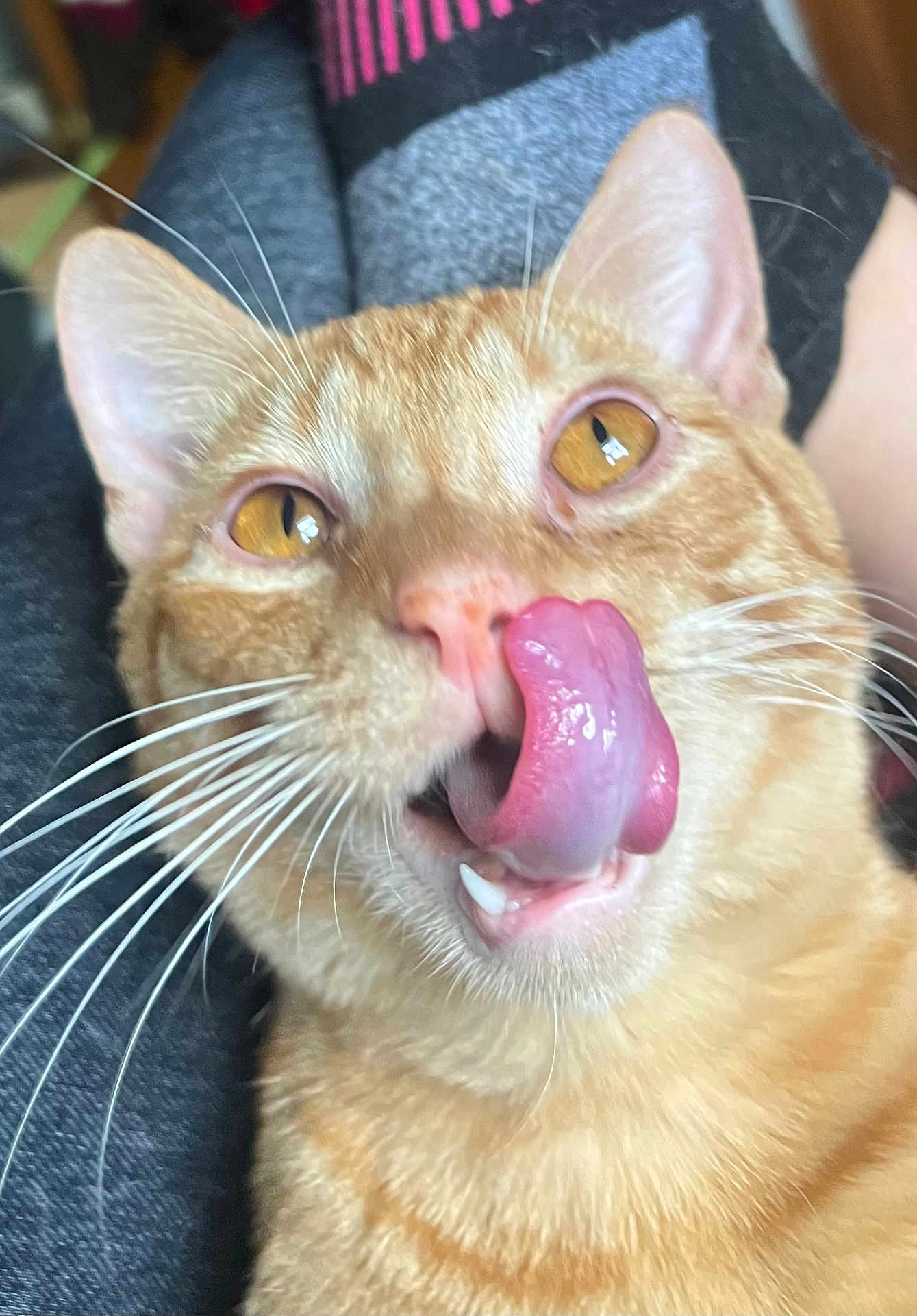 Boogers is registered to the contest to win money with this photo: cat, orange_tabby, tongue, licking, close_up, whiskers, ears, eyes, pet, animal, feline, cute, playful, domestic_cat, fur, mouth, nose, indoor, expression, blurred_background