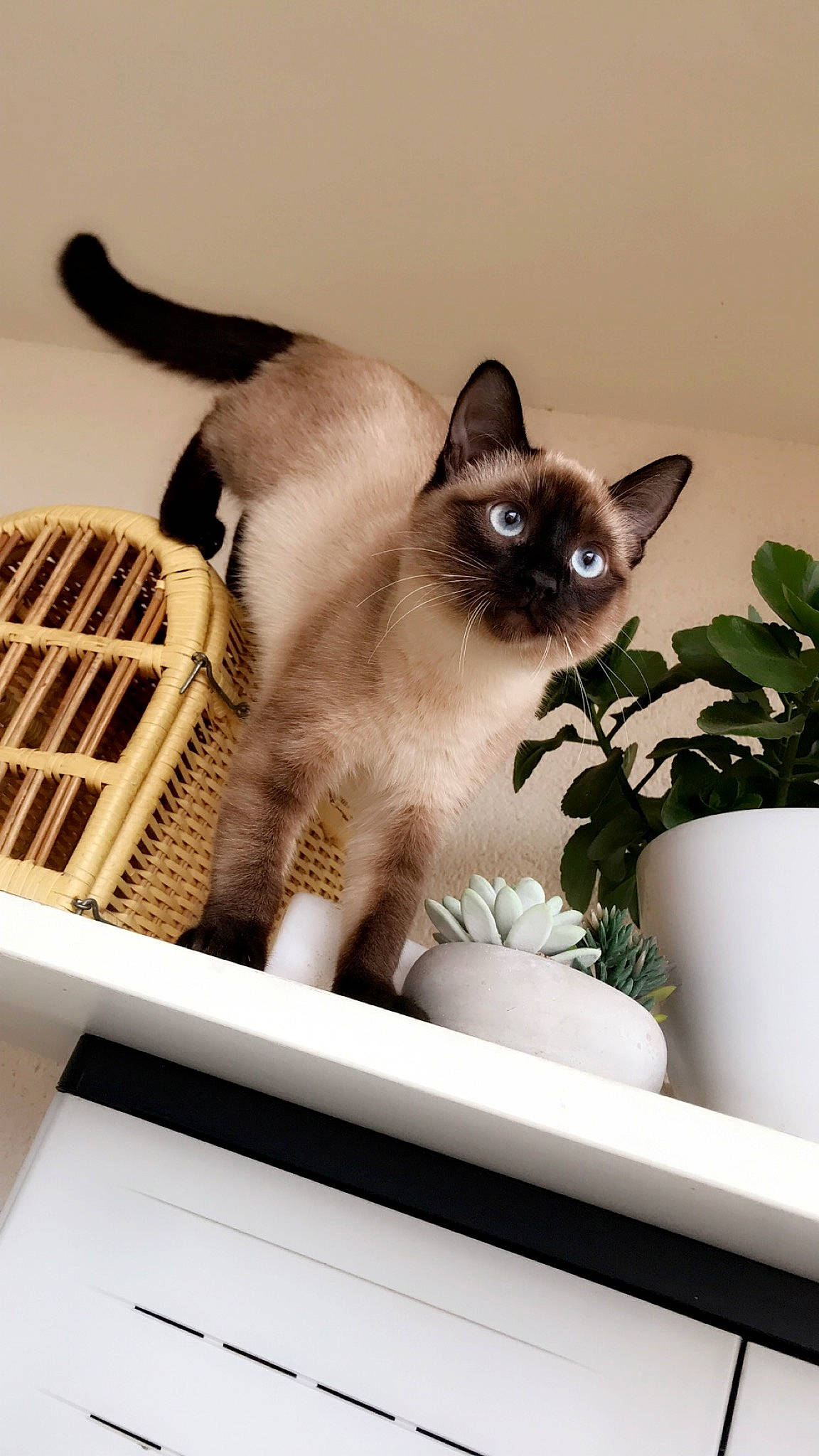 Niky a rejoint le concours — aidez-le/la à gagner de superbes lots ! asian, balinese, birman, burmese, carnivore, cat, colorpoint_shorthair, fawn, felidae, kitten, mammal, ragdoll, siamese, small_to_medium_sized_cats, snowshoe, thai, tonkinese, vertebrate, whiskers