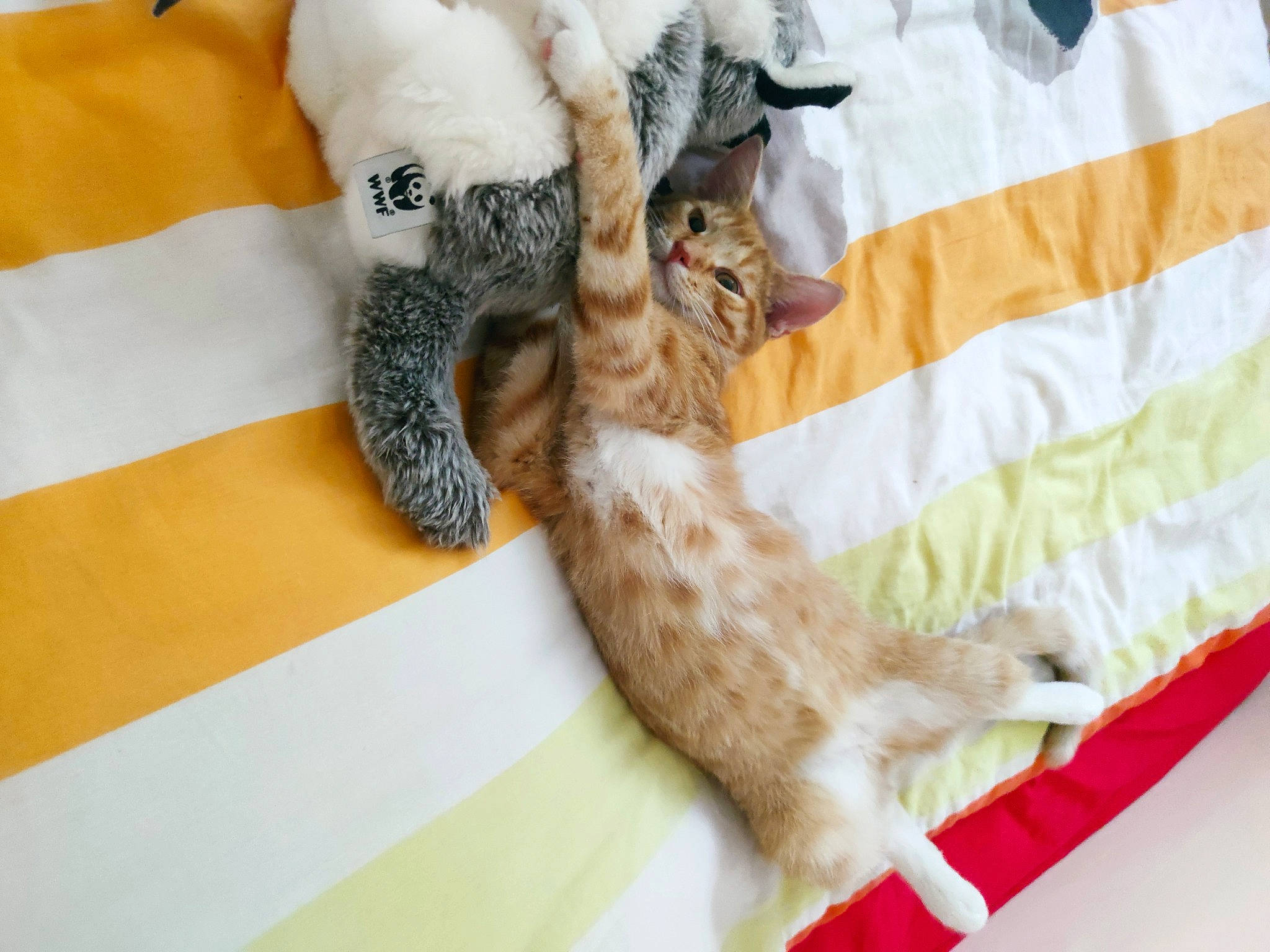 Nacho participe au concours pour gagner de l'argent avec cette photo : bag, bed, bed_sheet, bedding, carnivore, cat, cat_bed, claw, comfort, couch, domestic_short_haired_cat, fawn, felidae, fur, linens, nap, paw, small_to_medium_sized_cats, tail, whiskers