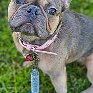 Xena is registered to the contest to win money with this photo: animal, canine, close_up, collar, cute, dog, ears, eyes, french_bulldog, fur, grass, leash, looking_up, outdoor, pet, pink_collar, portrait, sitting, snout, young_dog