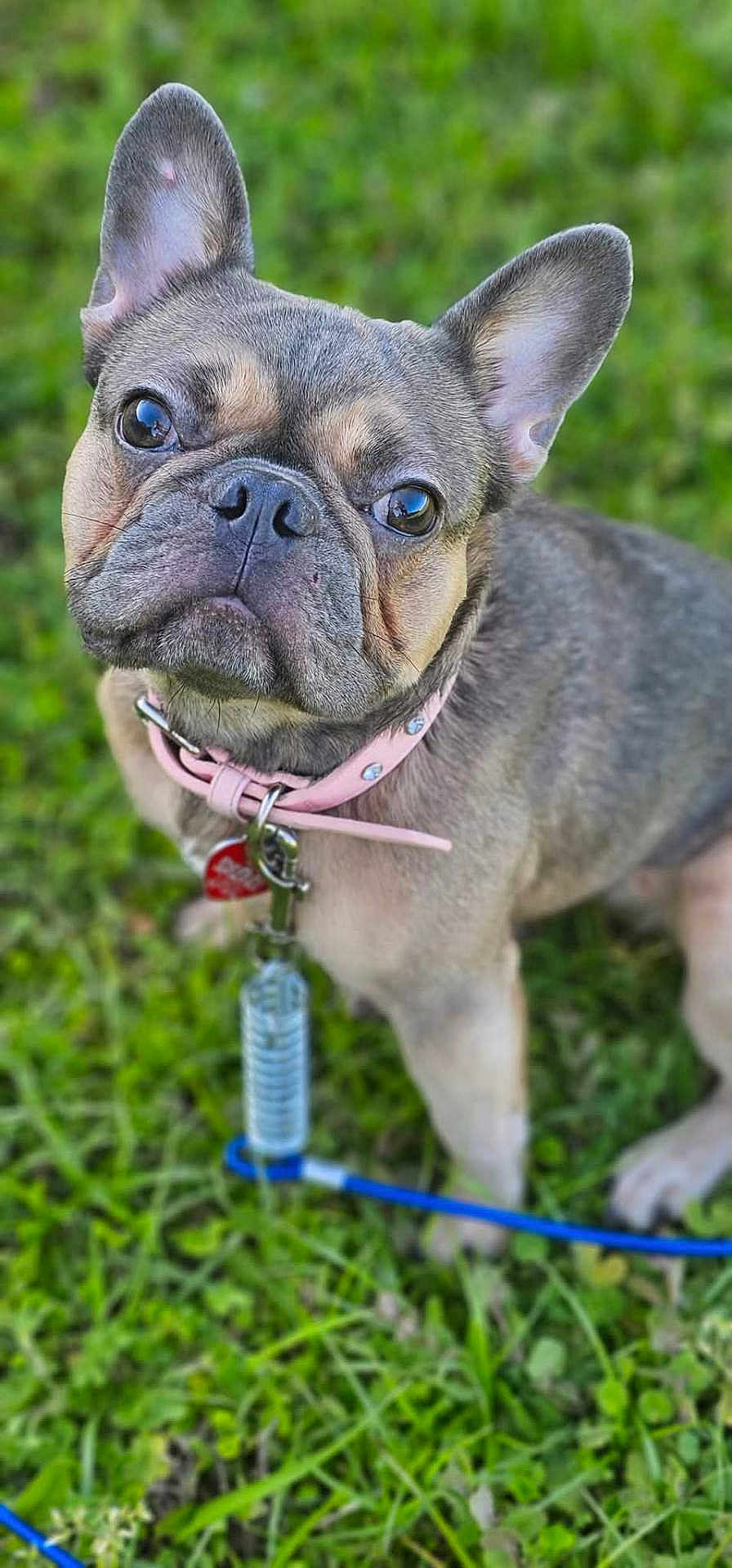 Xena