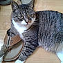 Sammy joined the competition — help win amazing prizes! cat, tabby, indoor, floor, wooden_floor, sandal, paw, pet, animal, feline, striped, resting, relaxed, domestic_cat, cute, whiskers, ears, eyes, side_view, household