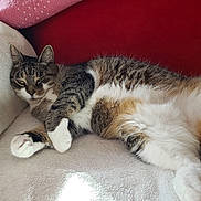 Sammy joined the competition — help win amazing prizes! cat, tabby, white_paws, relaxed, sunlight, indoor, feline, pet, cozy, soft_surface, fur, whiskers, resting, comfort, closeup, animal, cute, domestic, red_background, nap