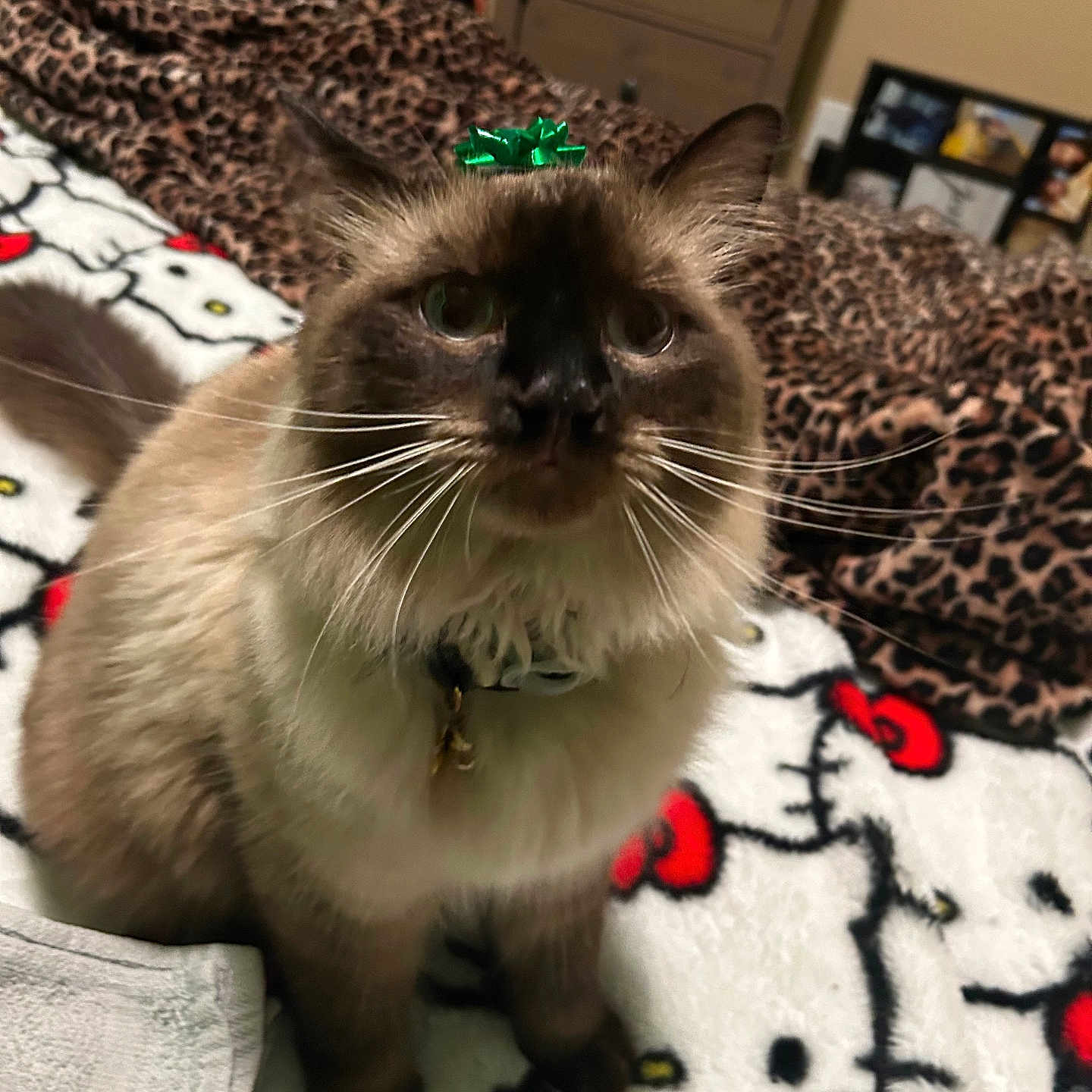 Dukeless Crawford is registered to the contest to win money with this photo: animal, bedroom, blanket, bow, cat, close_up, collar, cute, domestic_cat, fluffy, fur, furniture, gift_bow, hello_kitty, indoor, leopard_print, pet, sitting, soft, whiskers