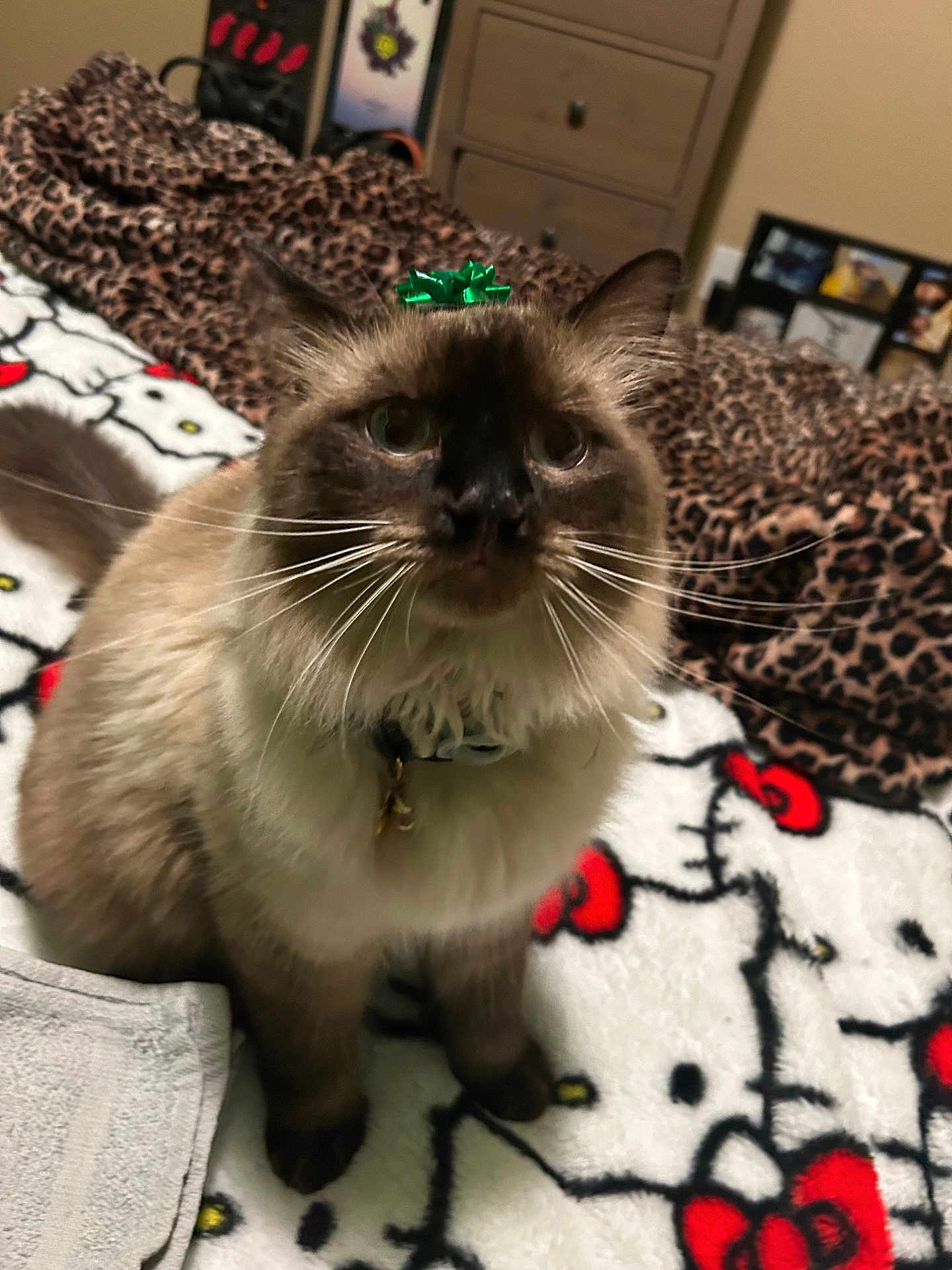 Dukeless Crawford is registered to the contest to win money with this photo: cat, fluffy, pet, indoor, blanket, hello_kitty, bow, gift_bow, leopard_print, bedroom, furniture, soft, cute, animal, whiskers, collar, domestic_cat, sitting, fur, close_up