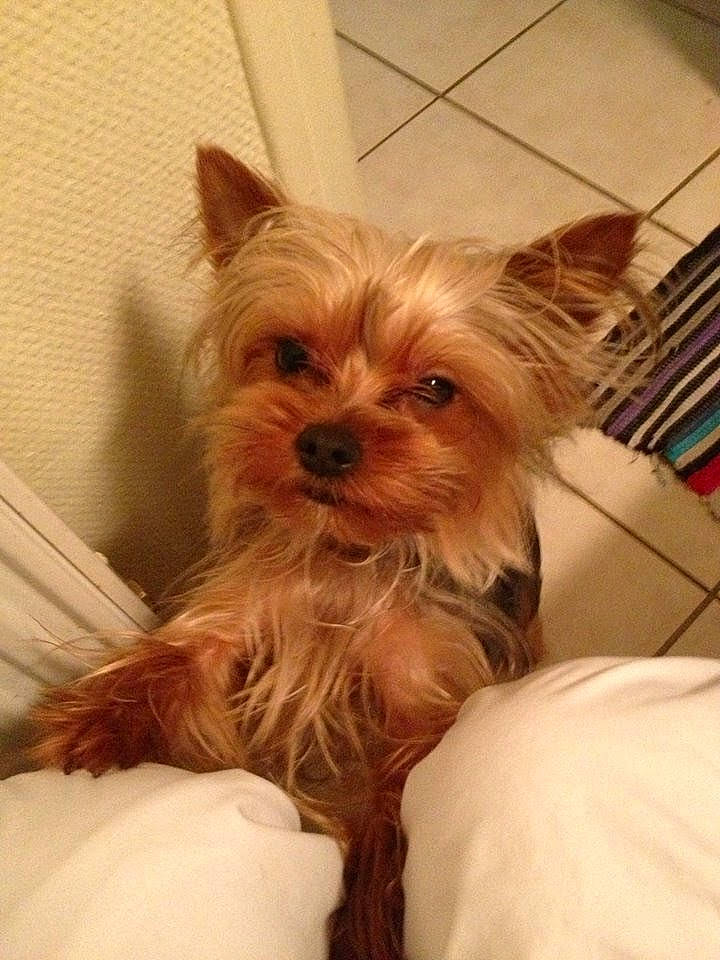 Hachille a rejoint le concours — aidez-le/la à gagner de superbes lots ! australian_silky_terrier, biewer_terrier, cairn_terrier, canidae, carnivore, companion_dog, dog, dog_breed, maltepoo, mammal, morkie, puppy, rare_breed_dog, small_terrier, snout, terrier, toy_dog, vertebrate, yorkipoo, yorkshire_terrier