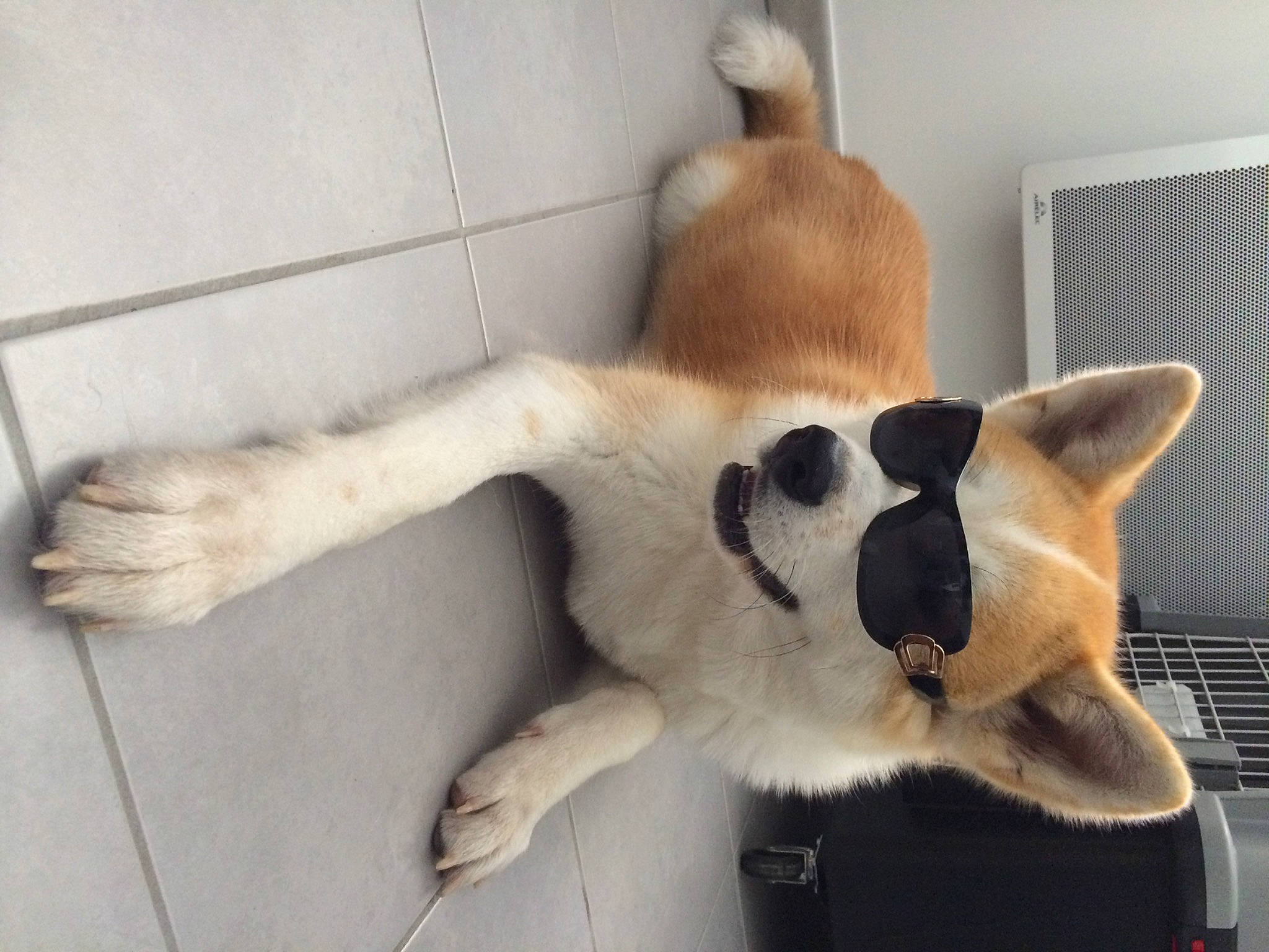 Irùn a rejoint le concours — aidez-le/la à gagner de superbes lots ! canidae, carnivore, collar, companion_dog, dog, dog_breed, fawn, felidae, flooring, fur, non_sporting_group, paw, pet_supply, small_to_medium_sized_cats, snout, sporting_group, tail, terrestrial_animal, whiskers, wildlife