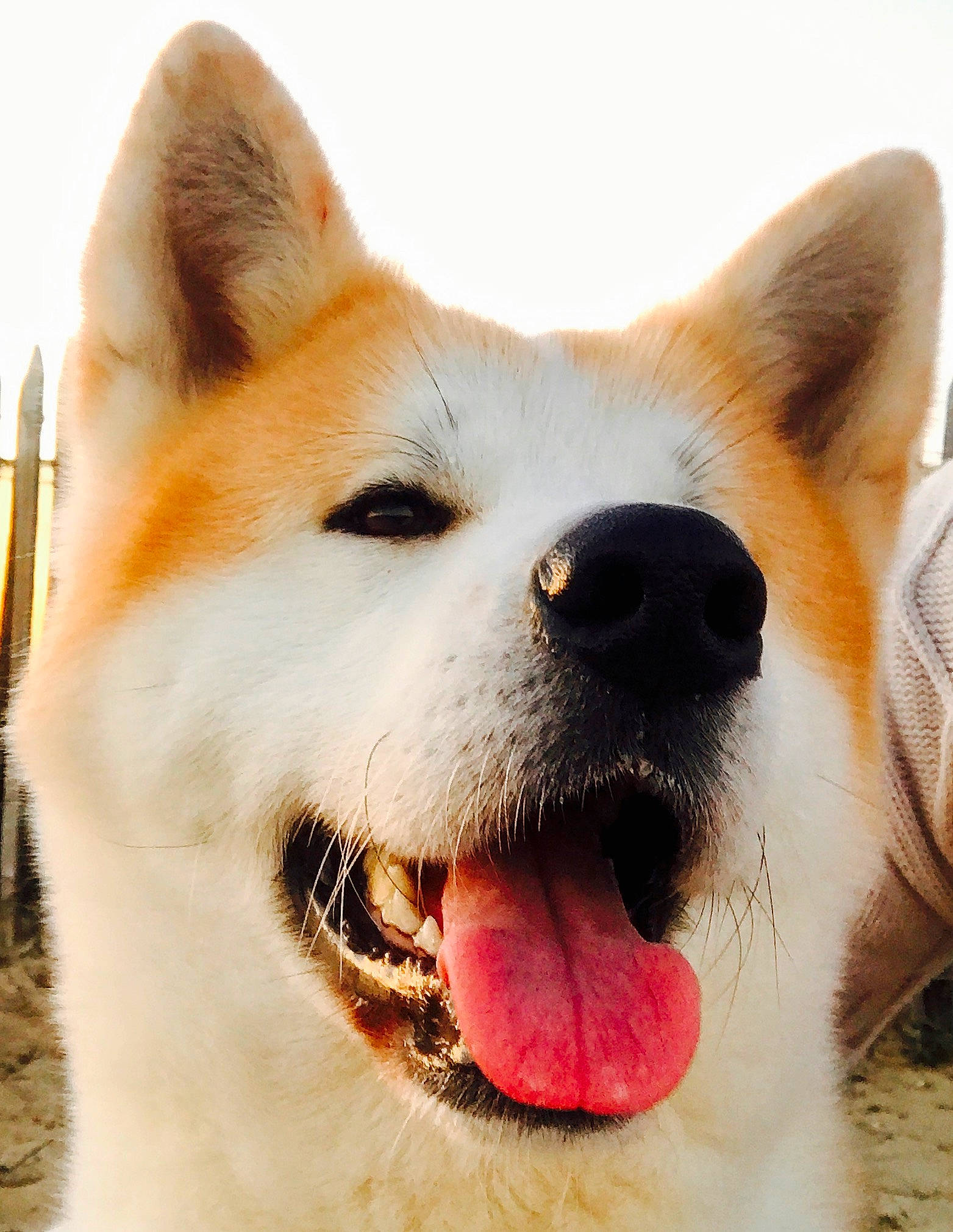 Irùn a rejoint le concours — aidez-le/la à gagner de superbes lots ! canidae, carnivore, collar, companion_dog, dog, dog_breed, dog_collar, fang, fawn, fur, happy, love, non_sporting_group, paw, snout, sporting_group, terrestrial_animal, whiskers, working_animal, working_dog