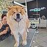animal, brushing, cabinet, chow_chow, cord, dog, fan, floor, fur, fur_clippings, grooming_table, hair_brush, indoor, neon_sign, person, pet_care, pet_grooming, tile_floor, tongue_out, woman