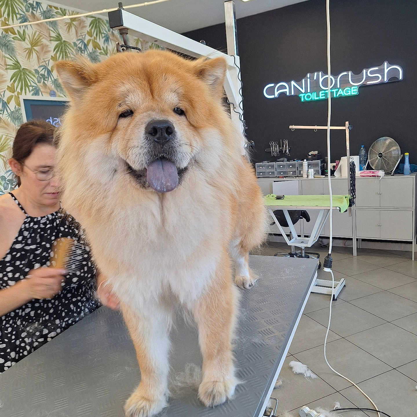 Guertha a rejoint le concours — aidez-le/la à gagner de superbes lots ! dog, chow_chow, pet_grooming, grooming_table, woman, brushing, fur, indoor, floor, fan, cabinet, neon_sign, cord, tile_floor, animal, tongue_out, fur_clippings, person, hair_brush, pet_care
