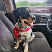 Huckleberry Huck is registered to the contest to win money with this photo: puppy, dog, bandana, car_seat, inside_car, tongue_out, black_and_tan, sitting, pet, cute, animal, fur, ears, nose, window, seat, adventure, young_dog, happy, vehicle