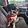 Huckleberry Huck