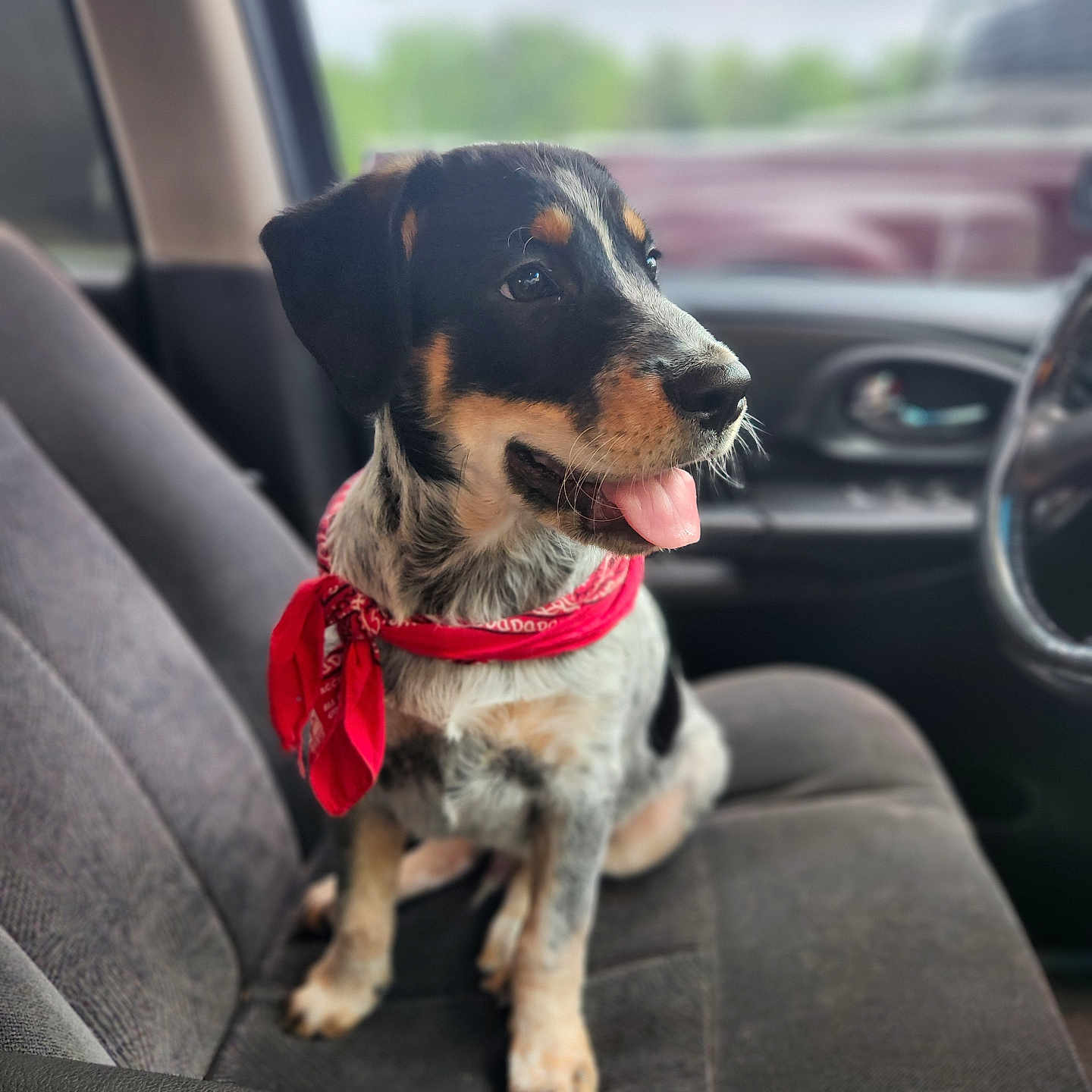 Huckleberry Huck is registered to the contest to win money with this photo: puppy, dog, bandana, car_seat, inside_car, tongue_out, black_and_tan, sitting, pet, cute, animal, fur, ears, nose, window, seat, adventure, young_dog, happy, vehicle