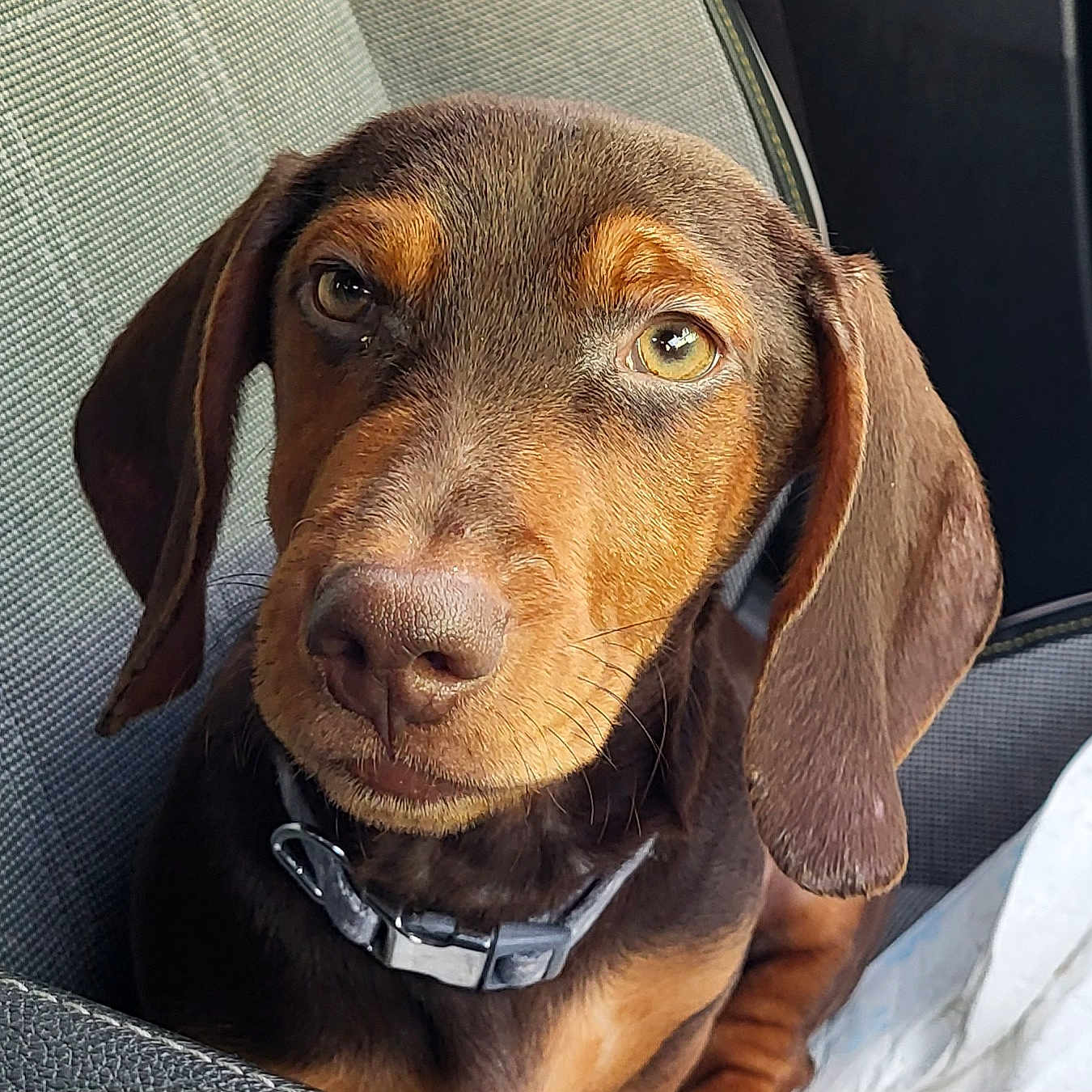 Olym joined the competition — help win amazing prizes! animal, brown, canine, car_seat, close_up, collar, dog, ears, expression, face, fur, indoor, looking, nose, pet, puppy, sitting, tan_markings, whiskers, young_dog