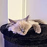 Blue a rejoint le concours — aidez-le/la à gagner de superbes lots ! kitten, cat, sleeping, fur, pet, animal, cozy, resting, indoor, cute, fluffy, closeup, soft, black, perch, relaxed, whiskers, paw, face, adorable