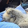 kitten, sleeping, fluffy, paw, blue_shirt, striped_clothing, close_up, pet, cute, feline, nap, indoor, resting, soft_fur, animal, cozy, hands, human, comfort, relaxation