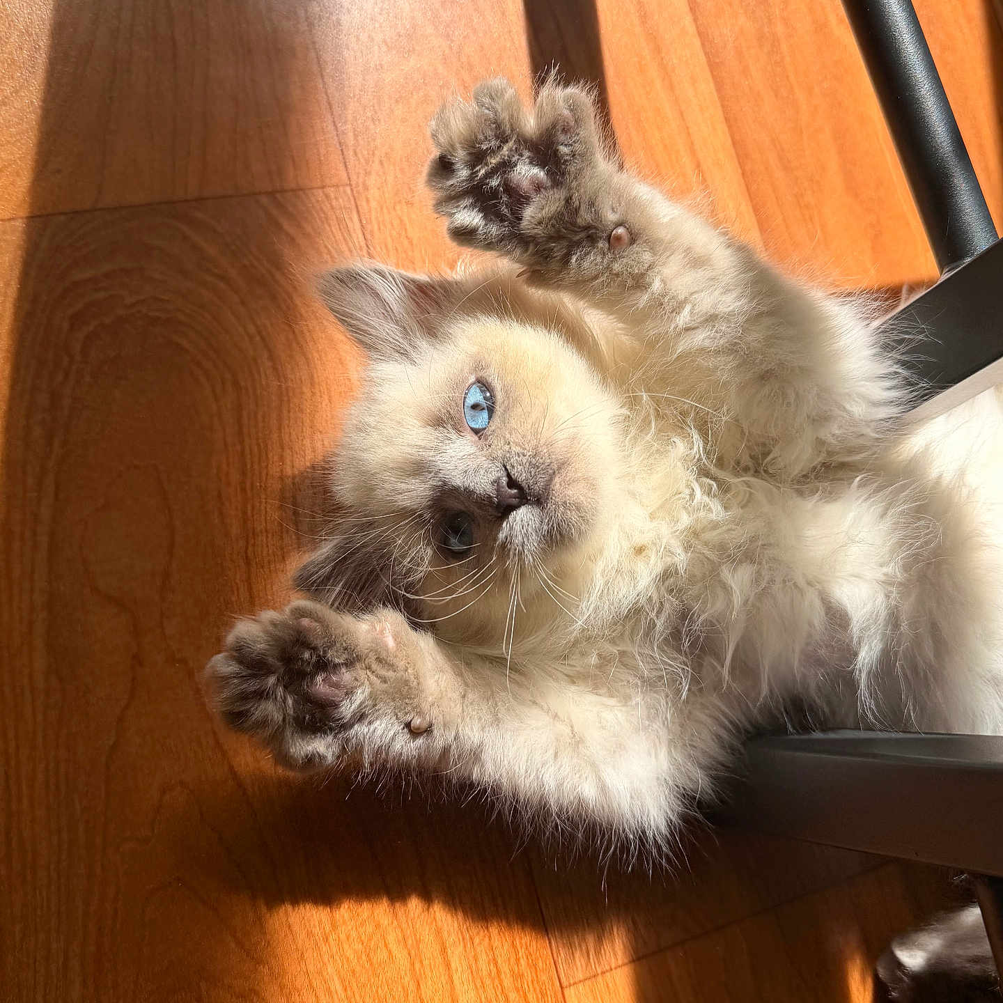 Blue participe au concours pour gagner de l'argent avec cette photo : kitten, cat, blue_eyes, fluffy, paw, wooden_floor, sunlight, shadow, indoor, pet, cute, feline, playful, relaxed, animal, whiskers, fur, young_cat, domestic_cat, closeup
