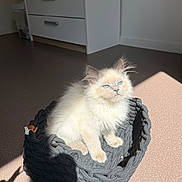 Blue a rejoint le concours — aidez-le/la à gagner de superbes lots ! kitten, cat, blue_eyes, fluffy, basket, sunlight, indoor, floor, dresser, white_wall, shadow, pet, feline, cute, young_animal, cozy, domestic, relaxing, soft, portrait