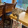 cat, chair, cozy, daylight, domestic_animal, feline, fur, home, household_item, indoor, kitchen, looking, paw, pet, relaxed, tabby_cat, table, towel, window, wooden_table