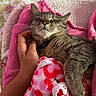 bedroom, cat, close_up, comfort, cozy, cute, domestic_cat, feline, floral_bedspread, hand, pet, pink_blanket, relaxed, resting, sleeping, snuggling, soft_toys, tabby, teddy_bear, warm
