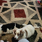 Emie is registered to the contest to win money with this photo: dog, carpet, floor, indoor, pet, animal, resting, lying_down, fur, white, black, brown, toy, patterned, home, cozy, relaxed, cute, companion, domestic