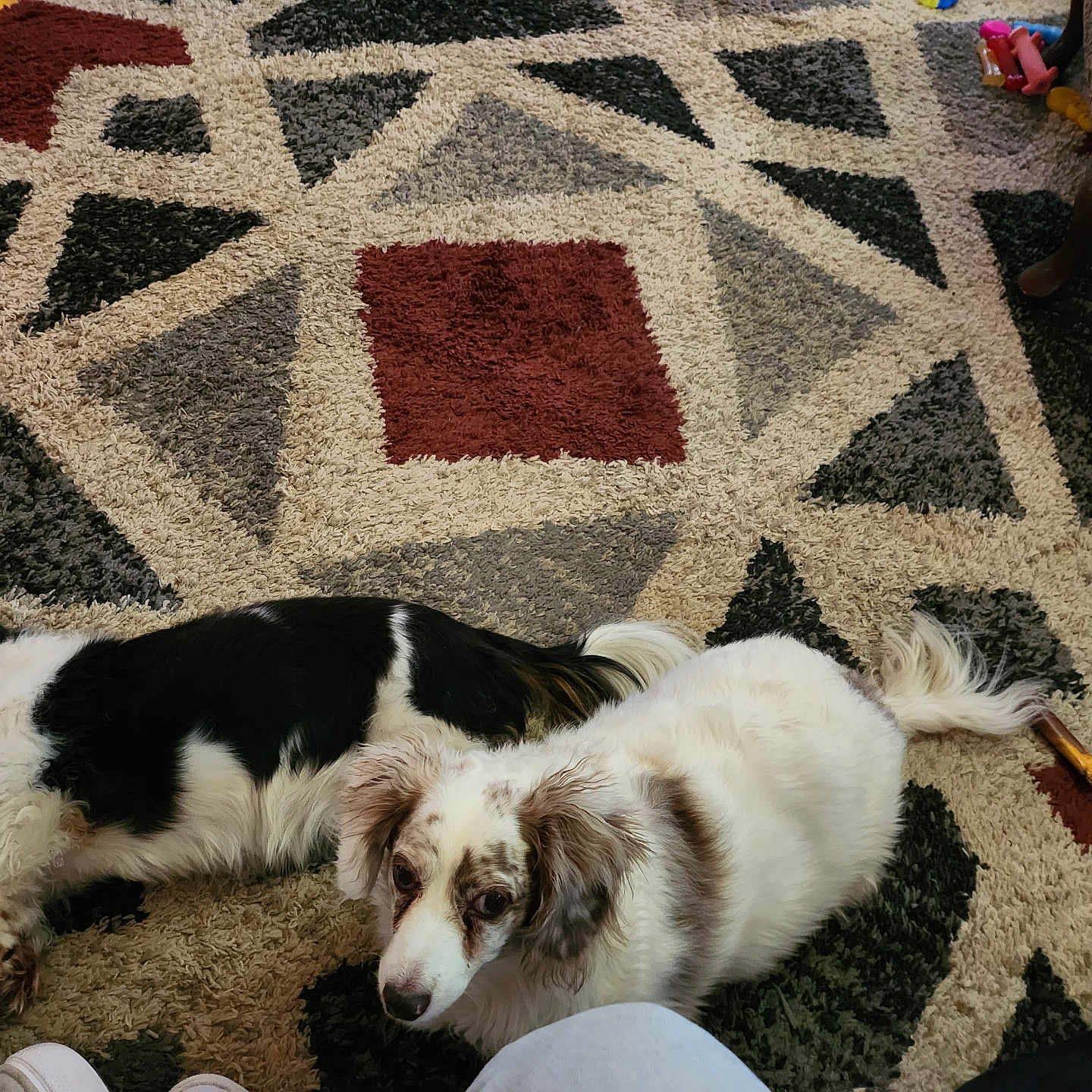 Emie is registered to the contest to win money with this photo: animal, black, brown, carpet, companion, cozy, cute, dog, domestic, floor, fur, home, indoor, lying_down, patterned, pet, relaxed, resting, toy, white