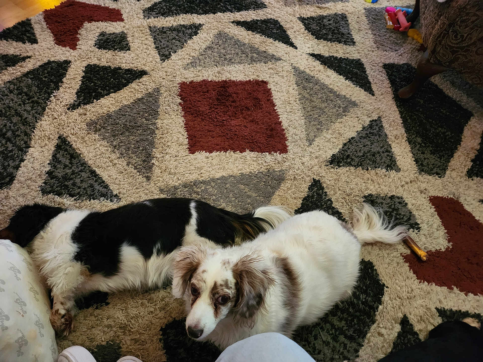 Emie is registered to the contest to win money with this photo: dog, carpet, floor, indoor, pet, animal, resting, lying_down, fur, white, black, brown, toy, patterned, home, cozy, relaxed, cute, companion, domestic