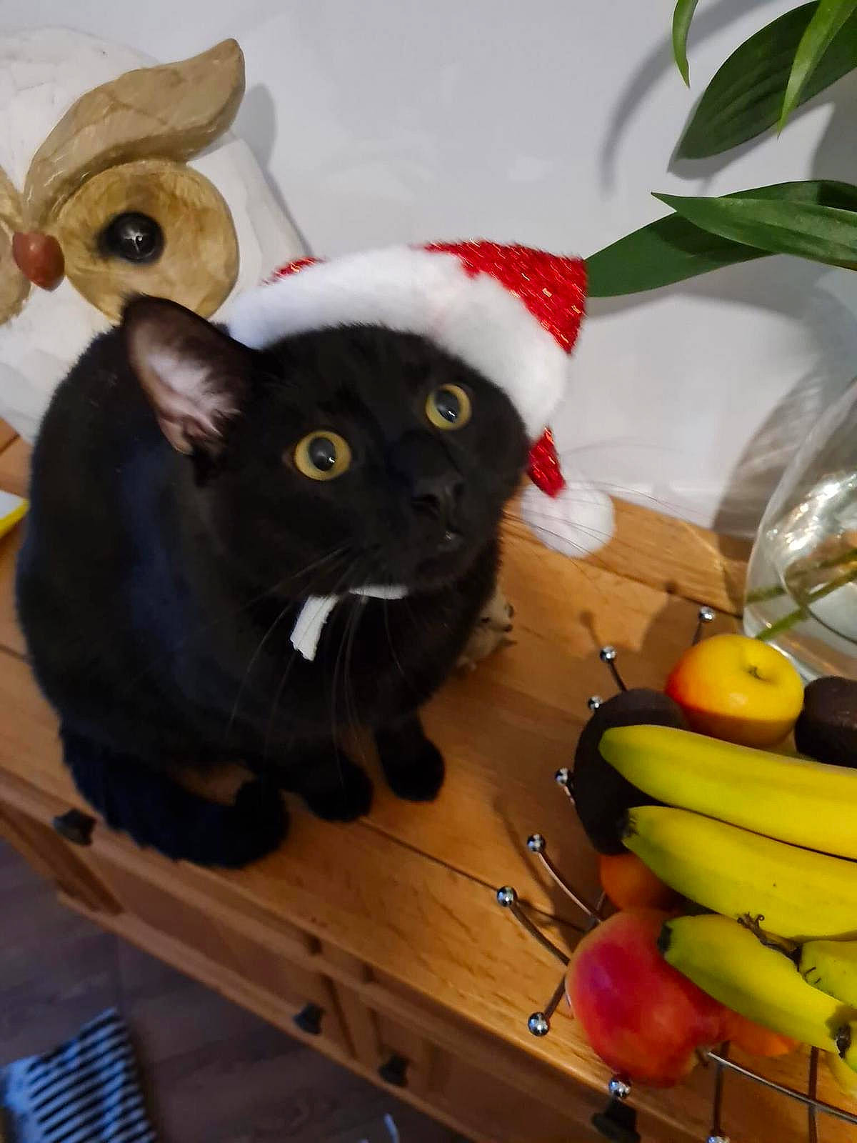 Boris is registered to the contest to win money with this photo: banana, banana_family, black_cat, bombay, carnivore, cat, cooking_plantain, felidae, food, fruit, matoke, natural_foods, plant, saba_banana, small_to_medium_sized_cats, snout, superfood, tail, toy, whiskers