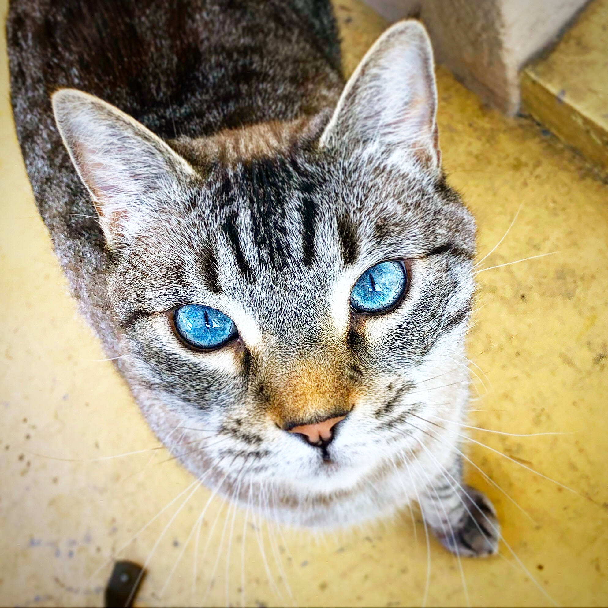 Joey participe au concours pour gagner de l'argent avec cette photo : art, carnivore, cat, domestic_short_haired_cat, door, eye, felidae, fur, head, illustration, paint, painting, paw, small_to_medium_sized_cats, snout, visual_arts, whiskers, wildlife, window, wood