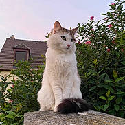 Stitch a rejoint le concours — aidez-le/la à gagner de superbes lots ! angora, animal, architecture, building, cat, flower, herbal, herbs, house, housing, kitten, manx, outdoors, pet, plant, pottedplant, roof, shelter, siamese, slate