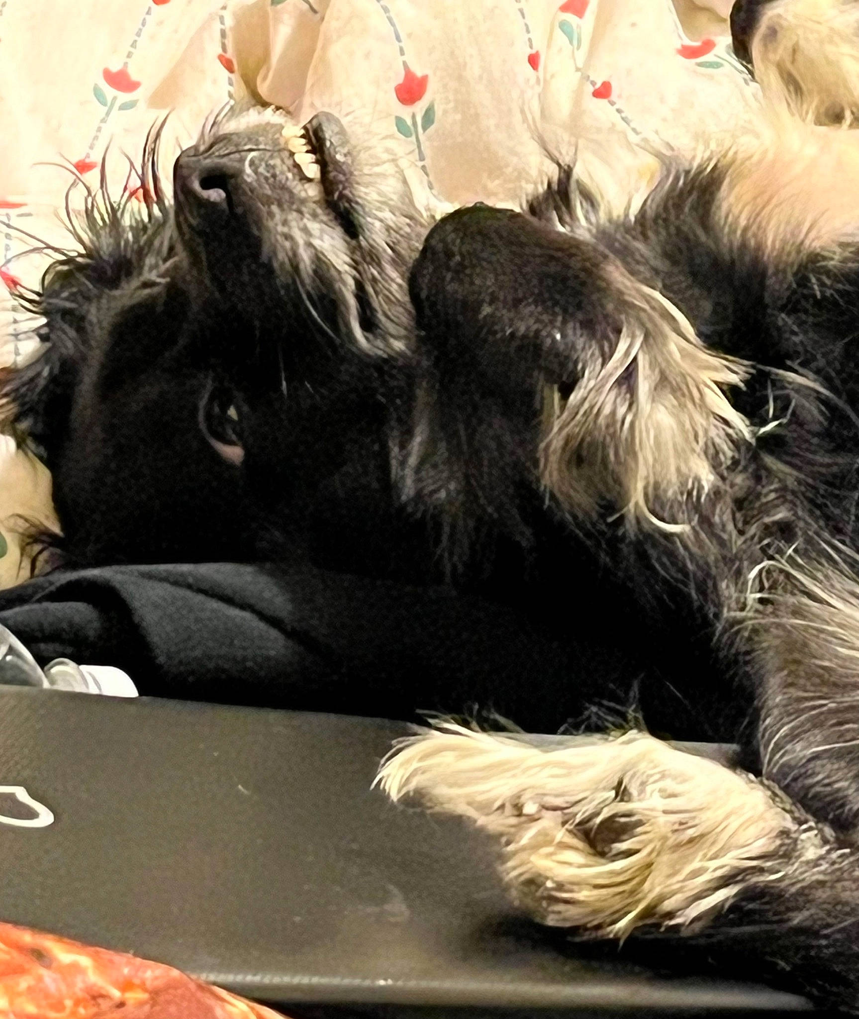 Bella joined the competition — help win amazing prizes! canidae, carnivore, claw, comfort, companion_dog, dog, dog_breed, foot, fur, giant_dog_breed, liver, love, mammal, nap, paw, snout, sporting_group, tail, terrier, toy_dog