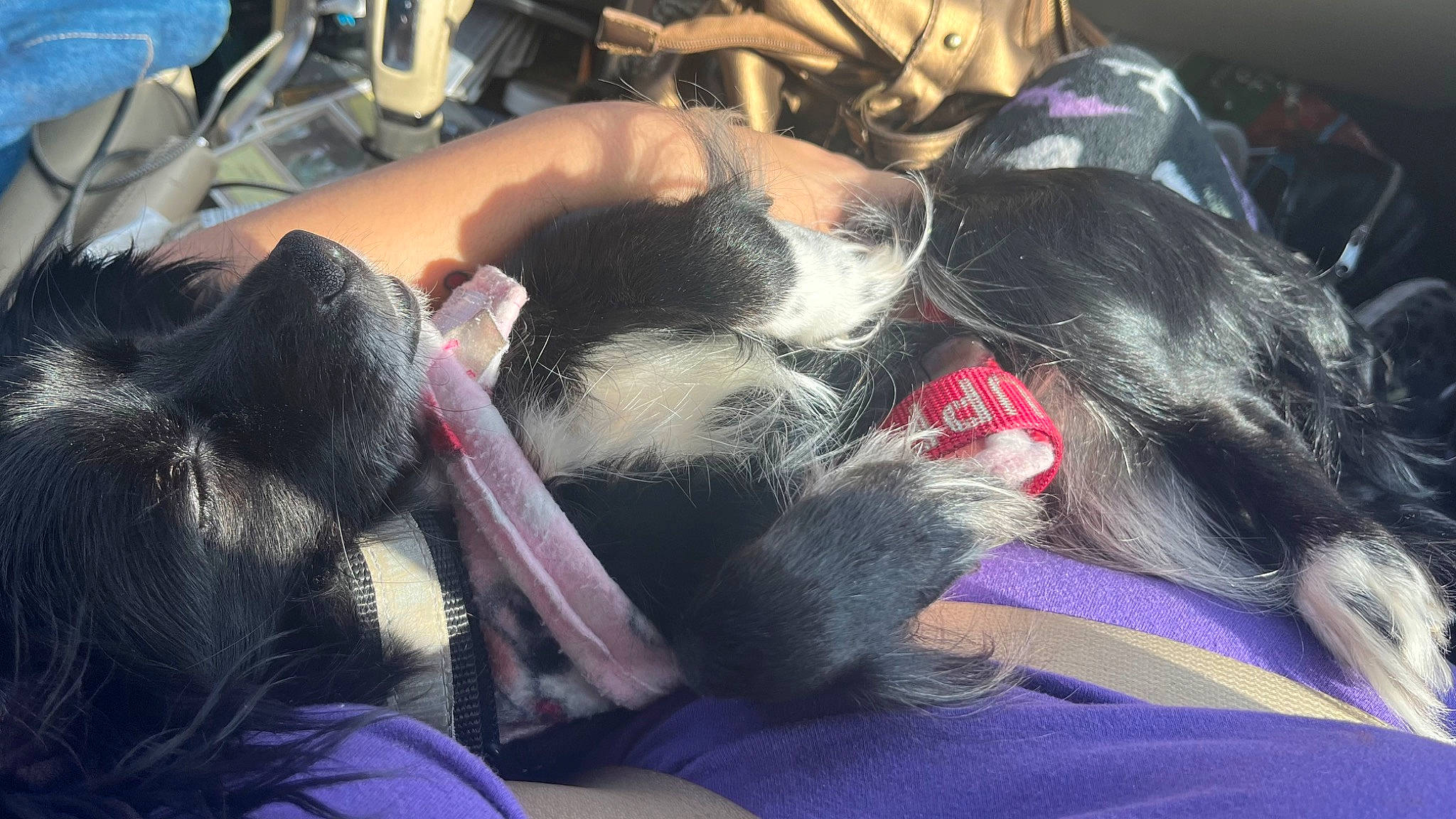 Bella is registered to the contest to win money with this photo: canidae, carnivore, comfort, companion_dog, dog_breed, ear, felidae, fur, lap, nap, paw, puppy, sleep, small_to_medium_sized_cats, snout, sporting_group, whiskers