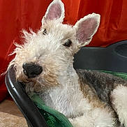Joey participe au concours pour gagner de l'argent avec cette photo : dog, wire_fox_terrier, pet_bed, green_blanket, orange_curtain, fur, ears, nose, inquisitive_eyes, relaxed, indoors, floor_tiles, canine, laying_down, close_up, whiskers, fluffy, domestic_animal, companion, portrait