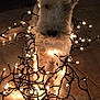 Joey participe au concours pour gagner de l'argent avec cette photo : dog, lights, christmas_lights, tiled_floor, indoor, festive, decorations, cute, pet, animal, white_dog, warm_lighting, cozy, tangled_lights, fur, ears, snout, night, glowing, holiday