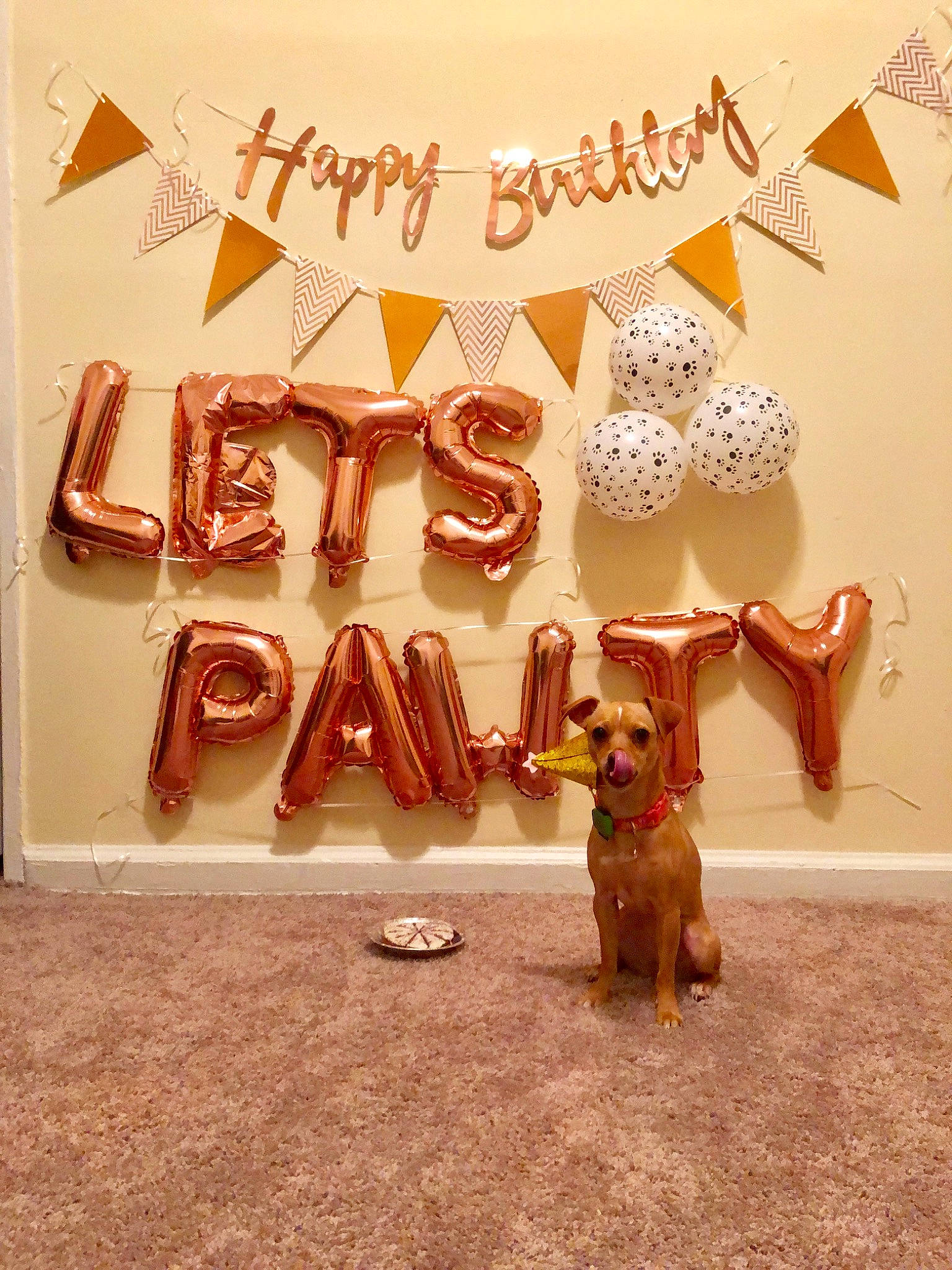 Harper Olivia joined the competition — help win amazing prizes! canidae, carnivore, dachshund, dog, dog_breed, fawn, sporting_group, vizsla