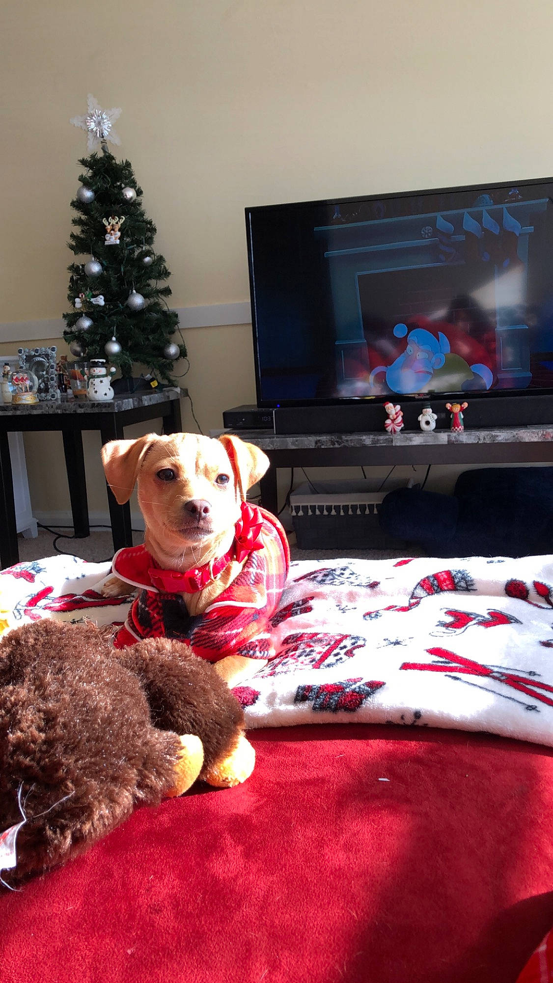 Harper Olivia joined the competition — help win amazing prizes! canidae, carnivore, christmas, christmas_decoration, christmas_eve, christmas_tree, companion_dog, couch, dog, dog_breed, flat_panel_display, furniture, holiday, living_room, non_sporting_group, room