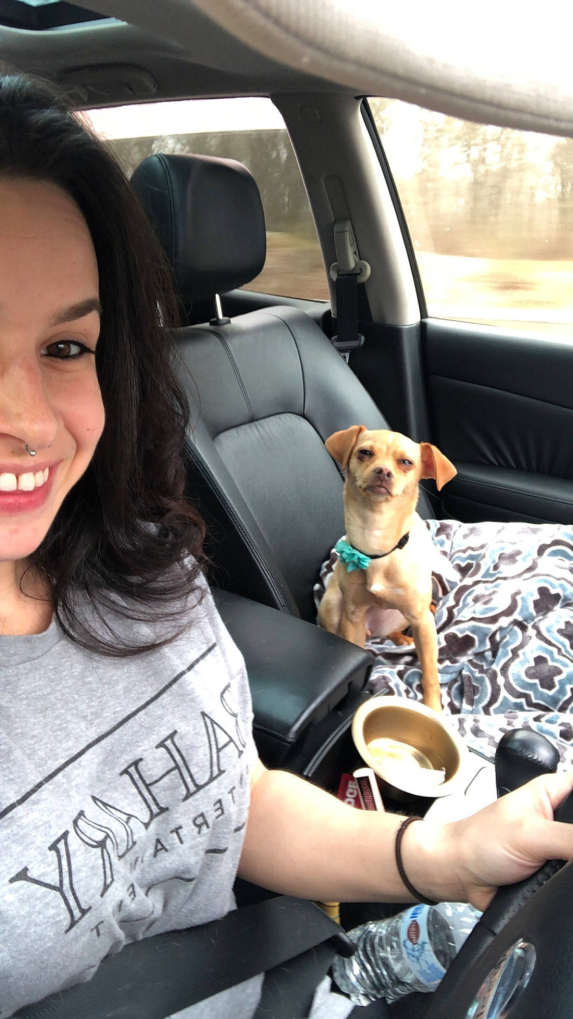 Harper Olivia is registered to the contest to win money with this photo: auto_part, canidae, car, car_seat, car_seat_cover, carnivore, companion_dog, dog, dog_breed, driving, fawn, seat_belt, sporting_group, vehicle, vehicle_door