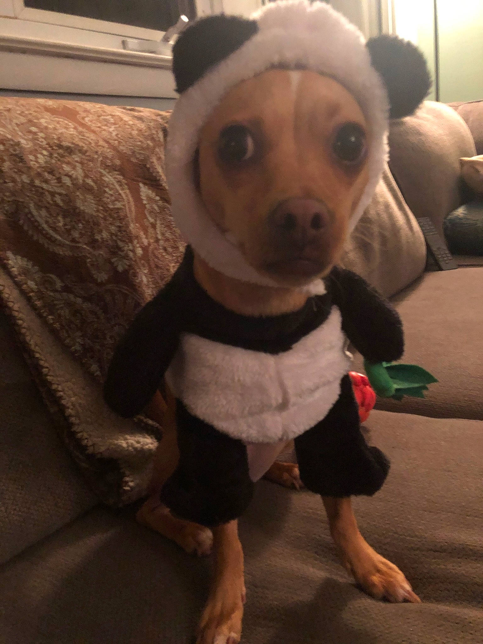 Harper Olivia joined the competition — help win amazing prizes! canidae, carnivore, chihuahua, companion_dog, costume, dog, dog_breed, dog_clothes, ear, fawn, fur, miniature_pinscher, plush, puppy, skin, snout, stuffed_toy, toy, toy_dog