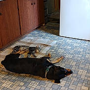 Mongoo joined the competition — help win amazing prizes! dog, cat, indoor, sleeping, floor, rug, kitchen, cabinet, tile_floor, appliance, pet, resting, animal, domestic, companion, peaceful, brown, black, striped_cat, collar