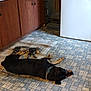 dog, cat, indoor, sleeping, floor, rug, kitchen, cabinet, tile_floor, appliance, pet, resting, animal, domestic, companion, peaceful, brown, black, striped_cat, collar