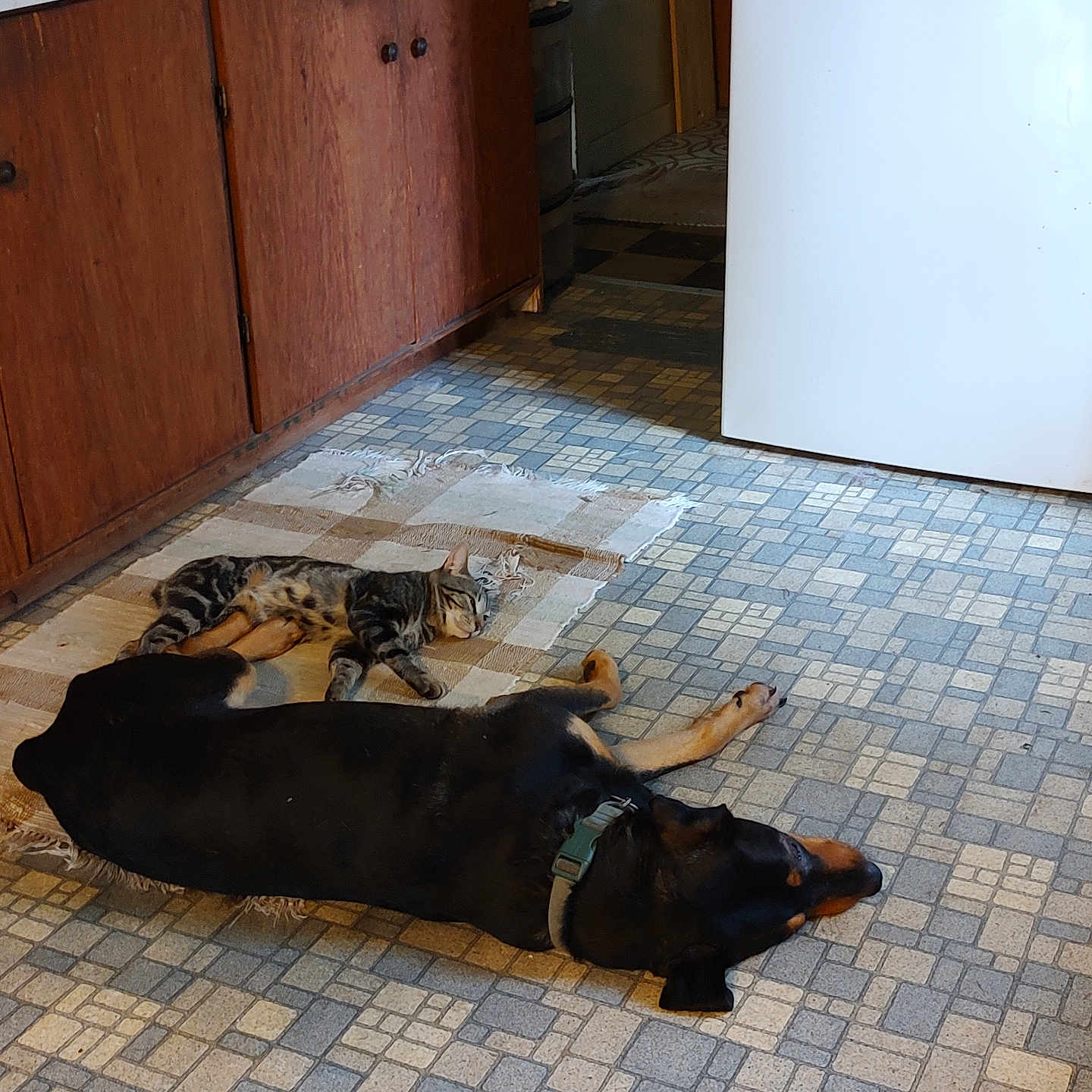 Mongoo joined the competition — help win amazing prizes! animal, appliance, black, brown, cabinet, cat, collar, companion, dog, domestic, floor, indoor, kitchen, peaceful, pet, resting, rug, sleeping, striped_cat, tile_floor