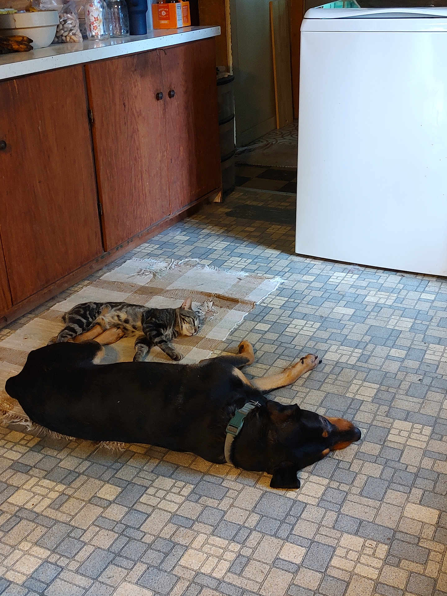 Mongoo joined the competition — help win amazing prizes! dog, cat, indoor, sleeping, floor, rug, kitchen, cabinet, tile_floor, appliance, pet, resting, animal, domestic, companion, peaceful, brown, black, striped_cat, collar
