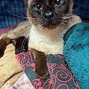Aaron participe au concours pour gagner de l'argent avec cette photo : cat, siamese_cat, close_up, pet, whiskers, blanket, cushion, fur, paw, indoor, cozy, soft, resting, curious, animal, mammal, cute, feline, comfort, relaxed