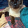 animal, blanket, cat, close_up, comfort, cozy, curious, cushion, cute, feline, fur, indoor, mammal, paw, pet, relaxed, resting, siamese_cat, soft, whiskers